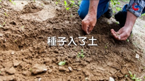 種子入了土