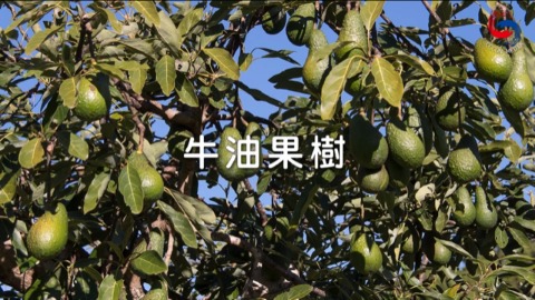 牛油果树