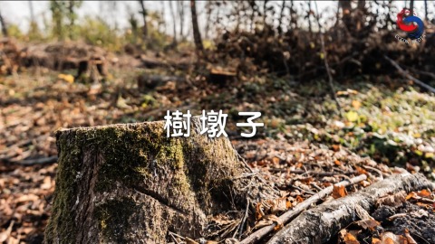 樹墩子