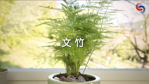 文竹