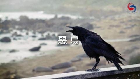 惡鳥