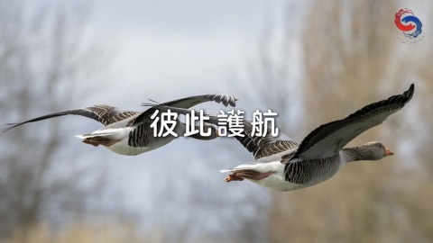 彼此护航