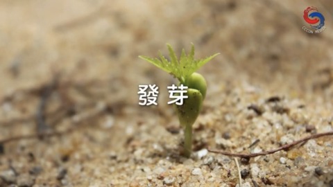 發芽