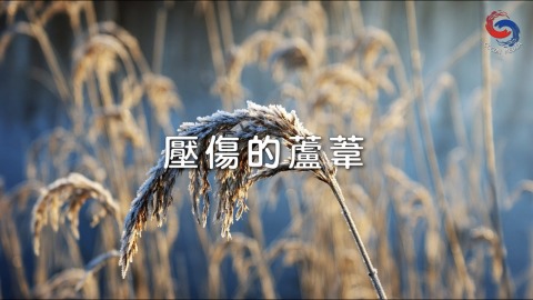 壓傷的蘆葦
