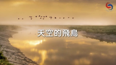 天空的飛鳥