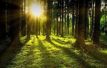 所羅門建殿的智慧