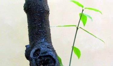 “好上司”(一)