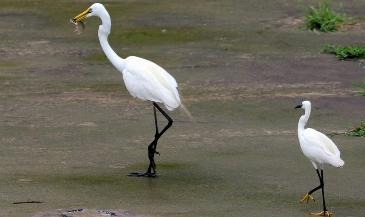 早起的鳥兒有蟲吃