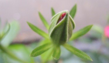 把生命献给谁？