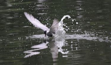 真情悲恸