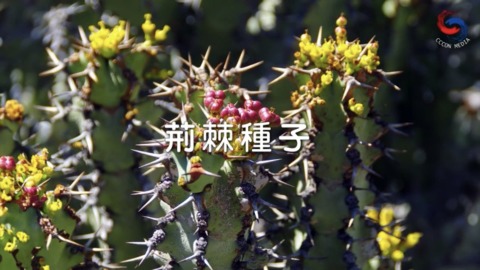 荊棘種子