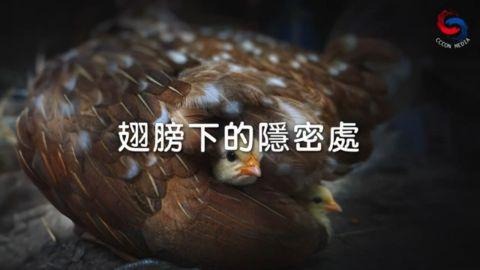 翅膀下的隐密处