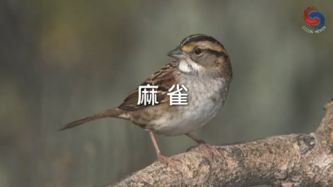 麻雀
