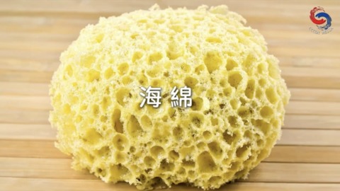 海綿