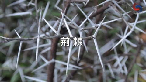 荊棘