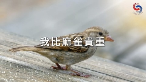 我比麻雀貴重