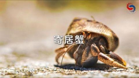 寄居蟹