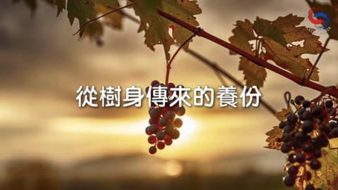 從樹身傳來的養份