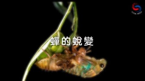 蟬的蛻變