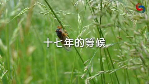 十七年的等候