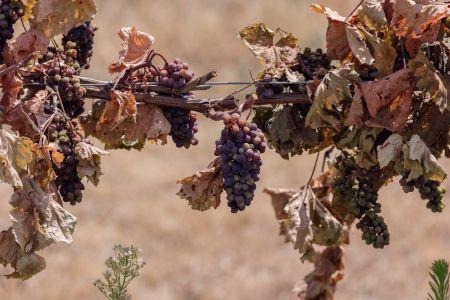耶和华惩罚的苦果(二)