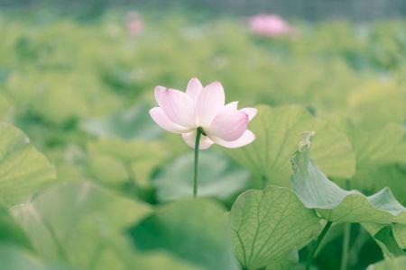 聖潔生活討神喜悅