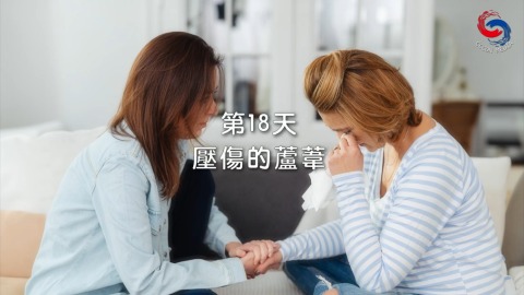 壓傷的蘆葦