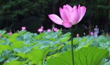 神圣闯入尘世