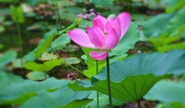 內心的更新需要剛強壯膽