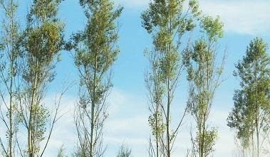 「以眼還眼」不是講報復
